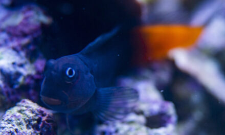 Ecsenius bicolor – Slizoun dvoubarevný