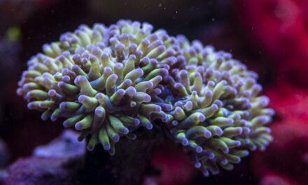 Jak jsem (ne)koupil korál