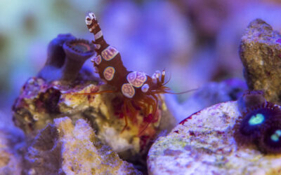 Thor Amboinensis – Kreveta smyslná