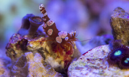 Thor Amboinensis – Kreveta smyslná