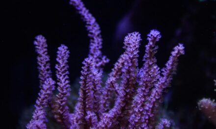 Mohu použít kuchyňskou sůl pro mořské akvárium?