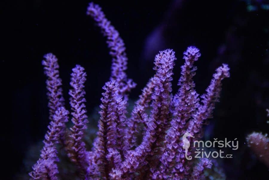 Mohu použít kuchyňskou sůl pro mořské akvárium?