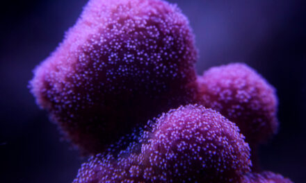 Přehled mých korálů 2020 – 1. díl SPS