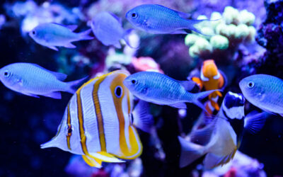 Co mi plave v akváriu – seznam 2020