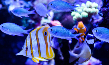 Co mi plave v akváriu – seznam 2020