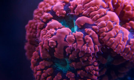 Přehled mých korálů 2020 – 2. díl LPS