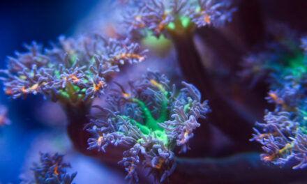 Přehled mých korálů 2020 – 3. díl měkáče