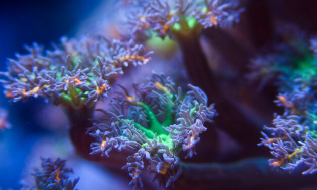 Přehled mých korálů 2020 – 3. díl měkáče