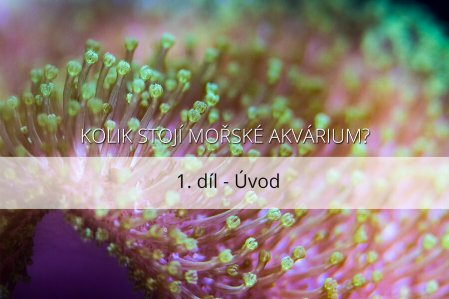 Kolik stojí mořské akvárium – 1. díl