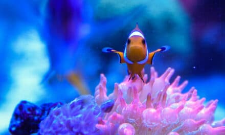 Musím klaunům koupit sasanku?