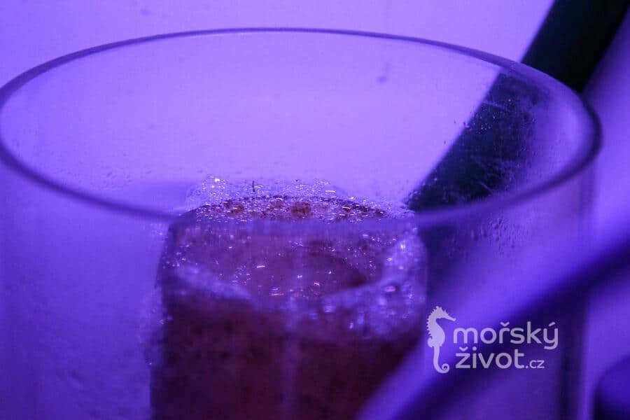 Musím mít v mořském akváriu odpěňovač?