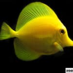 Umělý odchov Zebrasoma Flavescens z&nbsp;Bioty, jako jediná možnost!