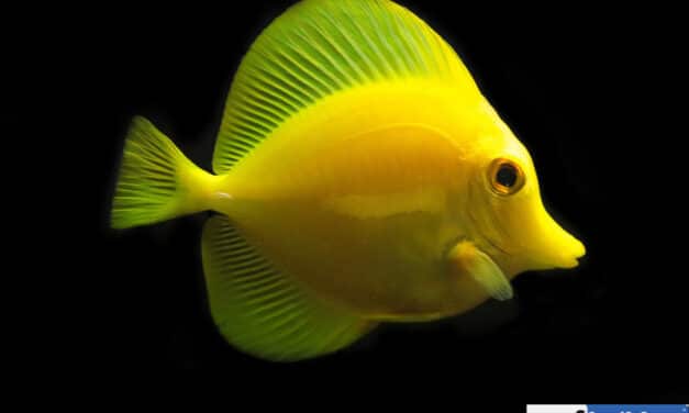 Umělý odchov Zebrasoma Flavescens z Bioty, jako jediná možnost!