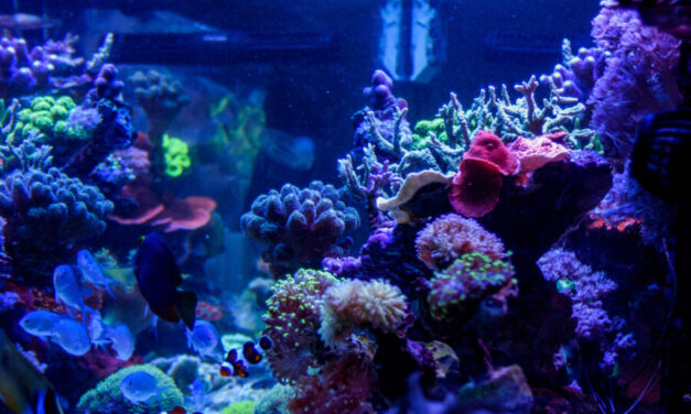 Jak připravit akvárium na dovolenou?
