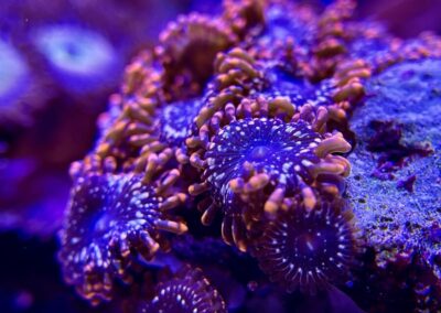 Jakub Dušek - mořské akvárium