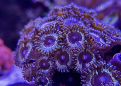 Jakub Dušek - mořské akvárium