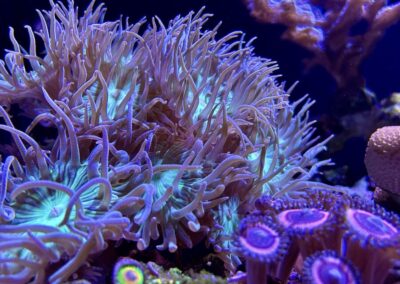 Jakub Dušek - mořské akvárium