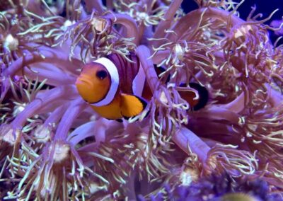 Jakub Dušek - mořské akvárium