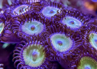 Jakub Dušek - mořské akvárium