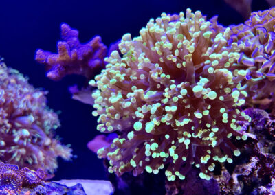 Jakub Dušek - mořské akvárium