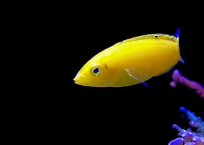 Jakub Dušek - mořské akvárium