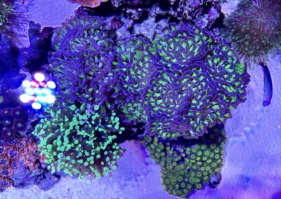 Jakub Dušek - mořské akvárium