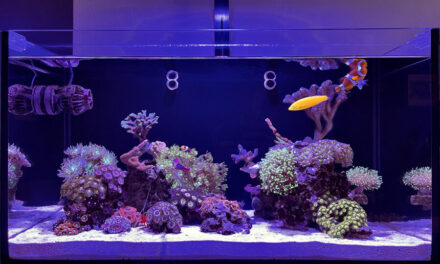 Mořská akvária po česku – Jakub Dušek