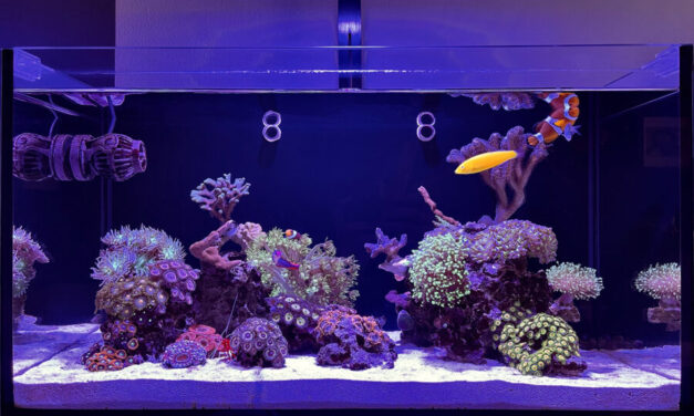 Mořská akvária po česku – Jakub Dušek