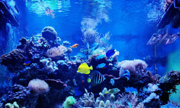 Mořská akvária po česku – Marek Kotala