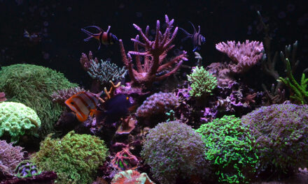 Mořská akvária po česku – Václav Jareš