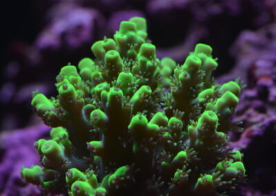 Mořské akvárium - Václav Jareš