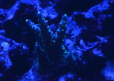 Mořské akvárium - Václav Jareš