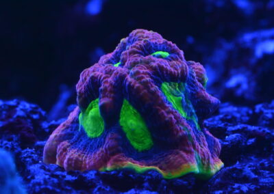 Mořské akvárium - Václav Jareš