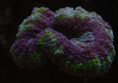 Mořské akvárium - Václav Jareš