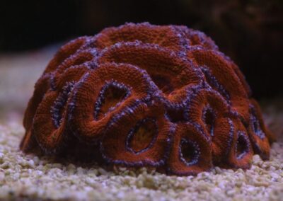 Mořské akvárium - Václav Jareš