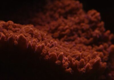 Mořské akvárium - Václav Jareš