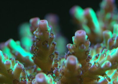 Mořské akvárium - Václav Jareš