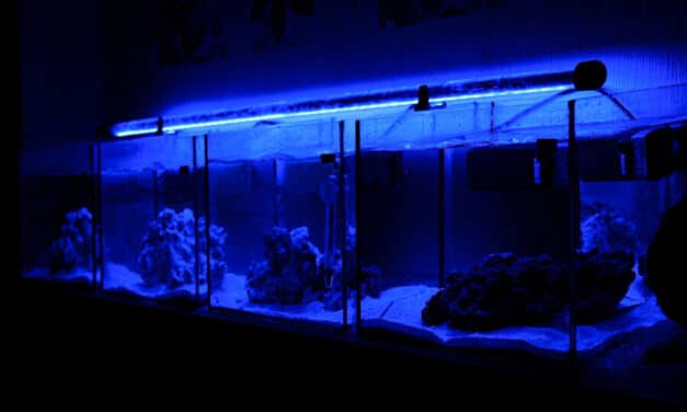 Test záběhu mořského akvária