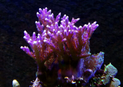 mořská akvária po česku josef meljnek - korali