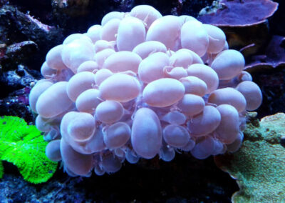 mořská akvária po česku josef meljnek - korali