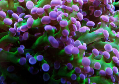 mořská akvária po česku josef meljnek - korali