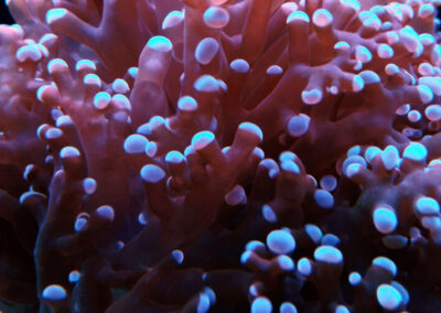 mořská akvária po česku josef meljnek - korali