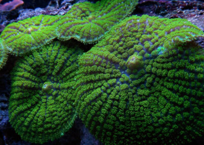 mořská akvária po česku josef meljnek - korali