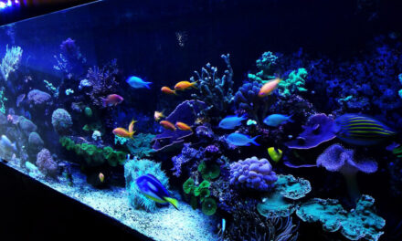 Mořská akvária po česku – Josef Mlejnek