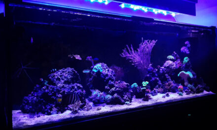 Mořská akvária po česku – Lukáš Lauryn