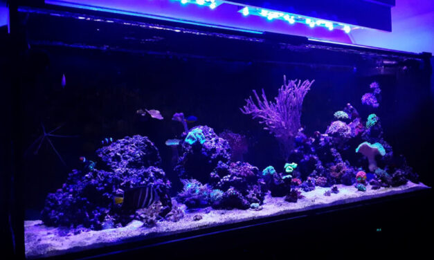 Mořská akvária po česku – Lukáš Lauryn