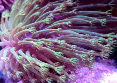 mořská akvária po česku - švíco