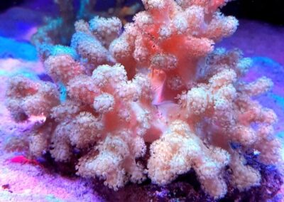 mořská akvária po česku - švíco