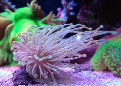 mořská akvária po česku - švíco