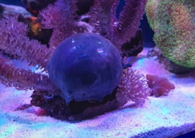 mořská akvária po česku - švíco